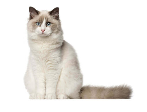 Ragdoll
