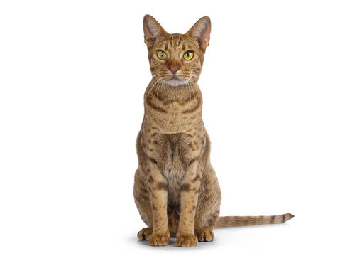 Ocigato