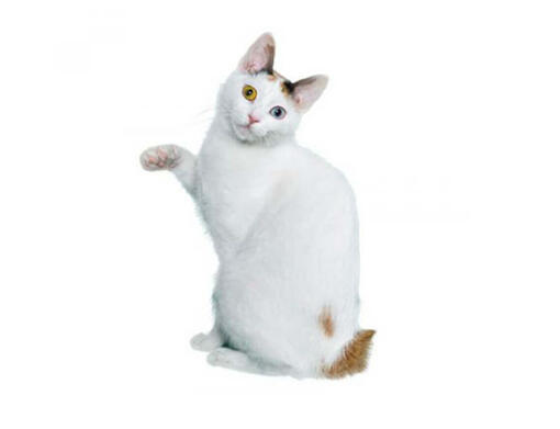 Bobtail japonés de pelo corto