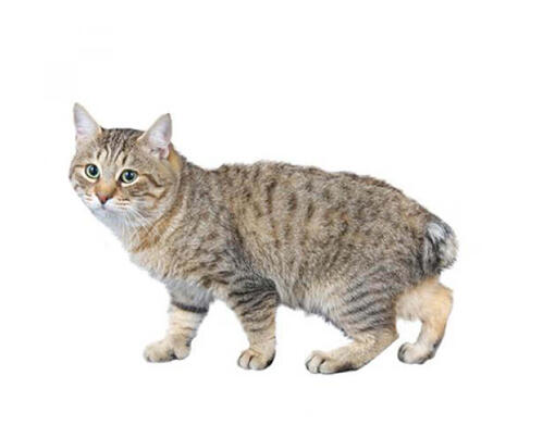 Bobtail japonés de pelo largo