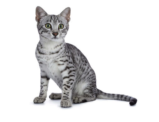 Mau egipcio