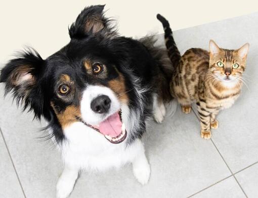 Perro y gato mirando hacia arriba