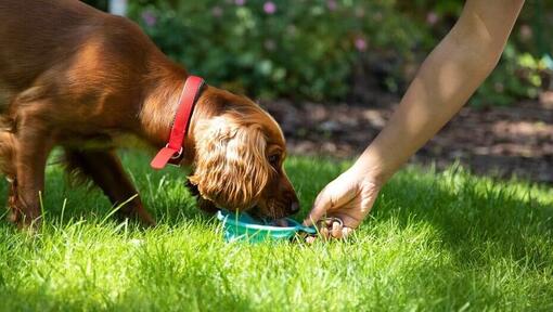 Perro comiendo algo sabroso en el jardín