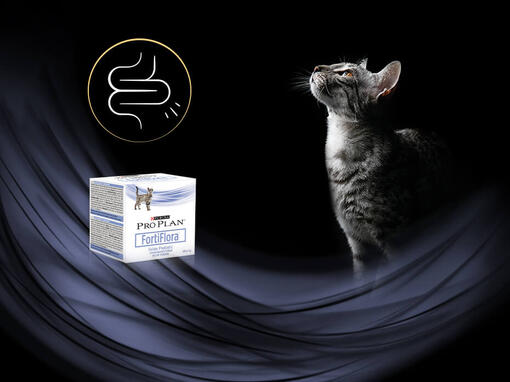 Gato con producto Purina® Pro Plan® Fortiflora