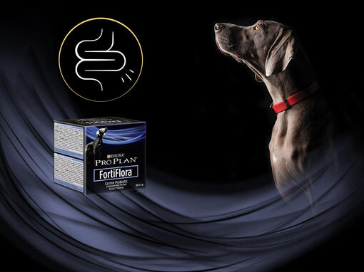 Perro con producto Purina® Pro Plan® Fortiflora