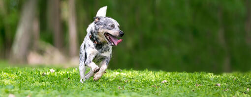 Zoomies en perros