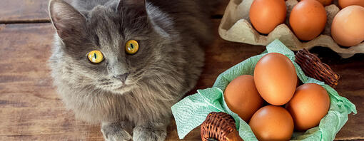 Gato gris de pelo largo junto a una cesta con huevos marrones
