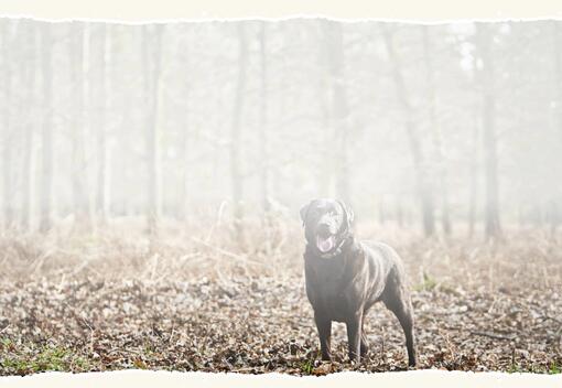 Raza de perro Labrador en el bosque