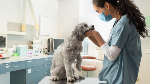 Perro examinadora veterinaria