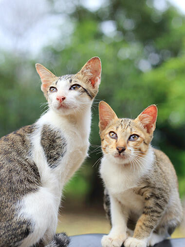 Presentar tu gato a otras mascotas