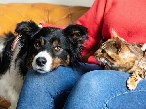 Perro y gato en el regazo de los propietarios