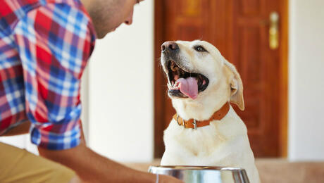 Perro esperando comida con el dueño