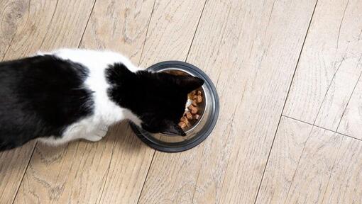 Gato blanco y negro comiendo