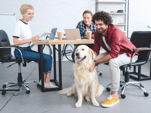 Raza de perro Golden retriever sentado en un escritorio trabajo en grupo