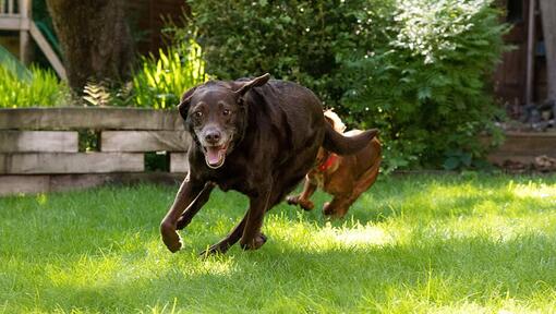 Perro corriendo con otro perro