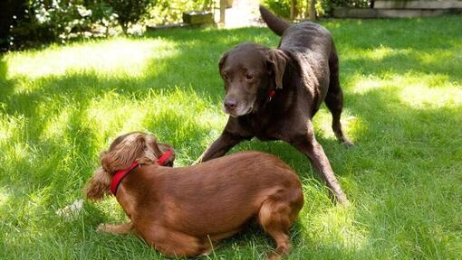 Cachorro y perro senior jugando en un jardín