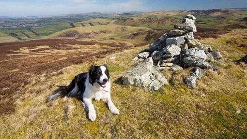 Perro Border Collie en la montaña