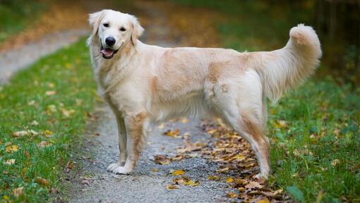 Perro Golden Retriever caminando con la lengua fuera