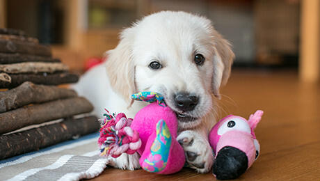 Golden retriever cachorro masticar juguetes