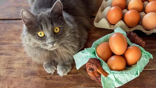 Gato con huevos