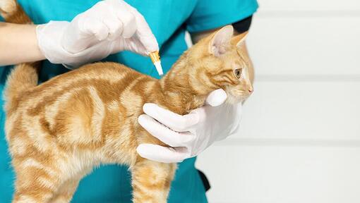 gato recibiendo tratamiento contra pulgas