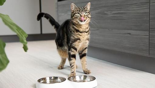 gato lamiendo los labios listos para la comida