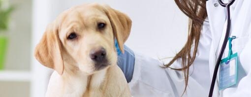 Enfermedades de un cachorro