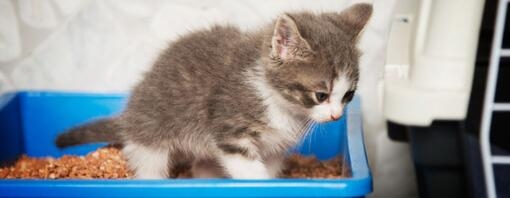Mo ense arle a un gato a ir al ba