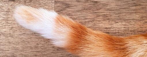 El lenguaje de los gatos