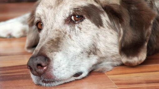 Hospitalidad Capitán Brie Cuaderno Demencia en perros: consejos | Purina®