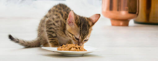 ALIMENTACIÓN ESPECIAL PARA GATOS
