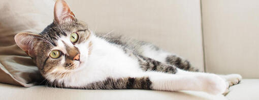 Juegos para jugar con tu gato