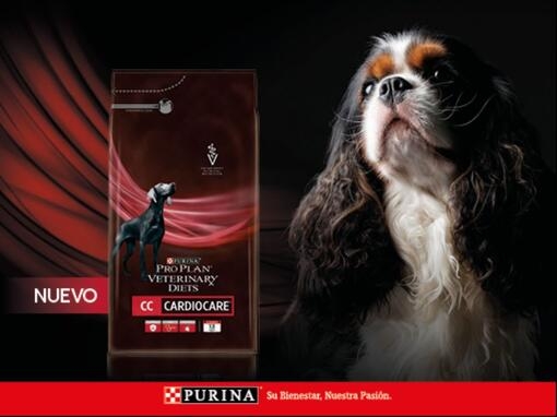 Perro con producto Purina® Pro Plan® CardioCare