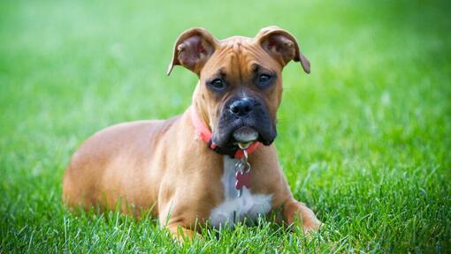 Cachorro Bóxer tumbado en la hierba