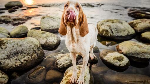 Bracco Italiano sobre las rocas cerca del agua