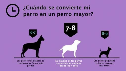 Cuidados del perro senior