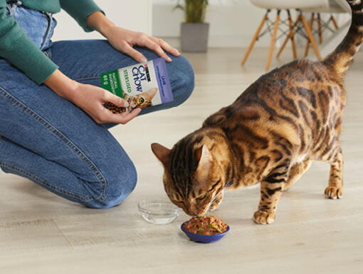 Gato comiendo comida húmeda PURINA® CAT CHOW® 