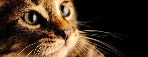 CÓMO AYUDAR A TU GATO A CUIDAR DE SU PELAJE
