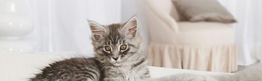 Cómo controlar y mantener la buena salud de tu gato