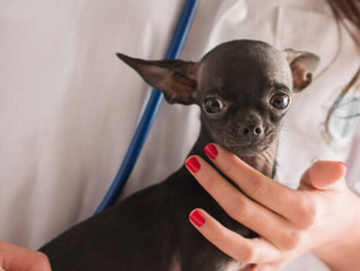 Perro de raza pequeña con veterinario