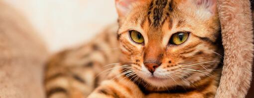 CÓMO SABER SI UN GATO TIENE FIEBRE