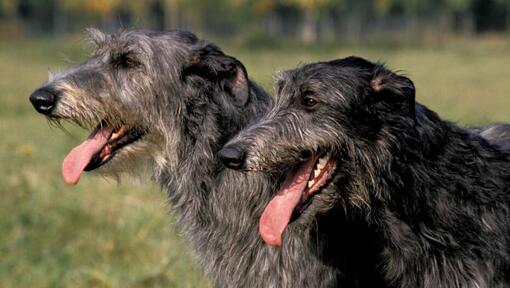 Dos perros Lebrel Escocés de pelo negro sonriendo