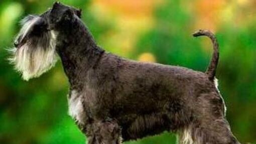 Schnauzer miniatura perro de raza pequeña