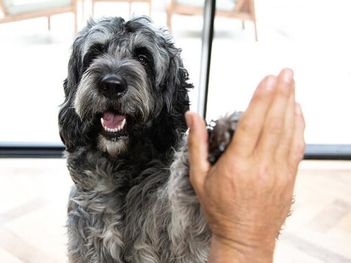 Perro choca los cinco a una persona