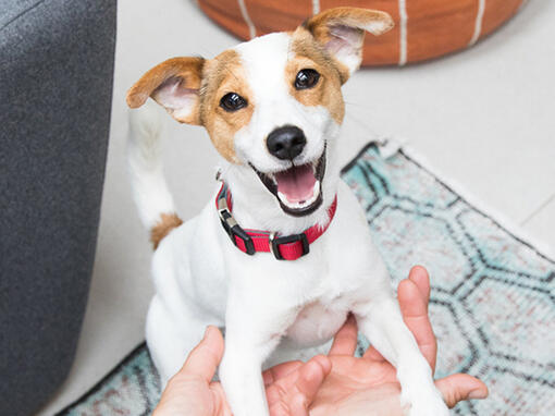 cachorro feliz saltando a los brazos del propietario