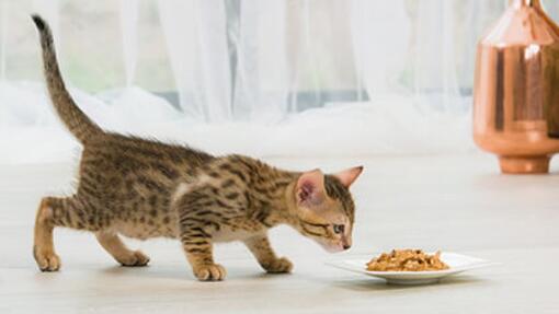 EL PRIMER DÍA DE UN GATO NUEVO EN CASA