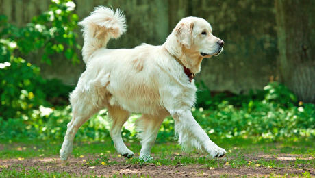 Large dog walking in woods