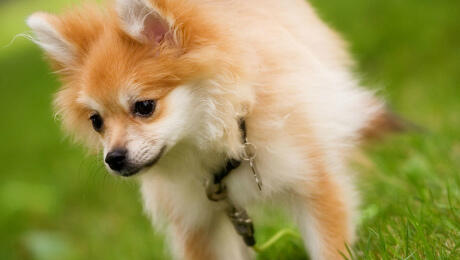 Fluffy toy dog in grass