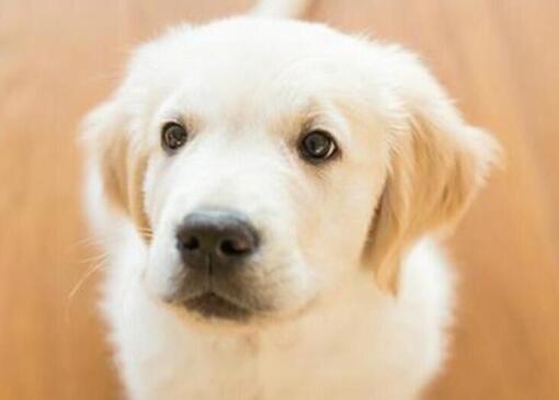 Cachorro de golden retriever con juguete para masticar en la boca