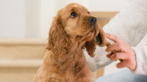 Cómo adiestrar a un cachorro